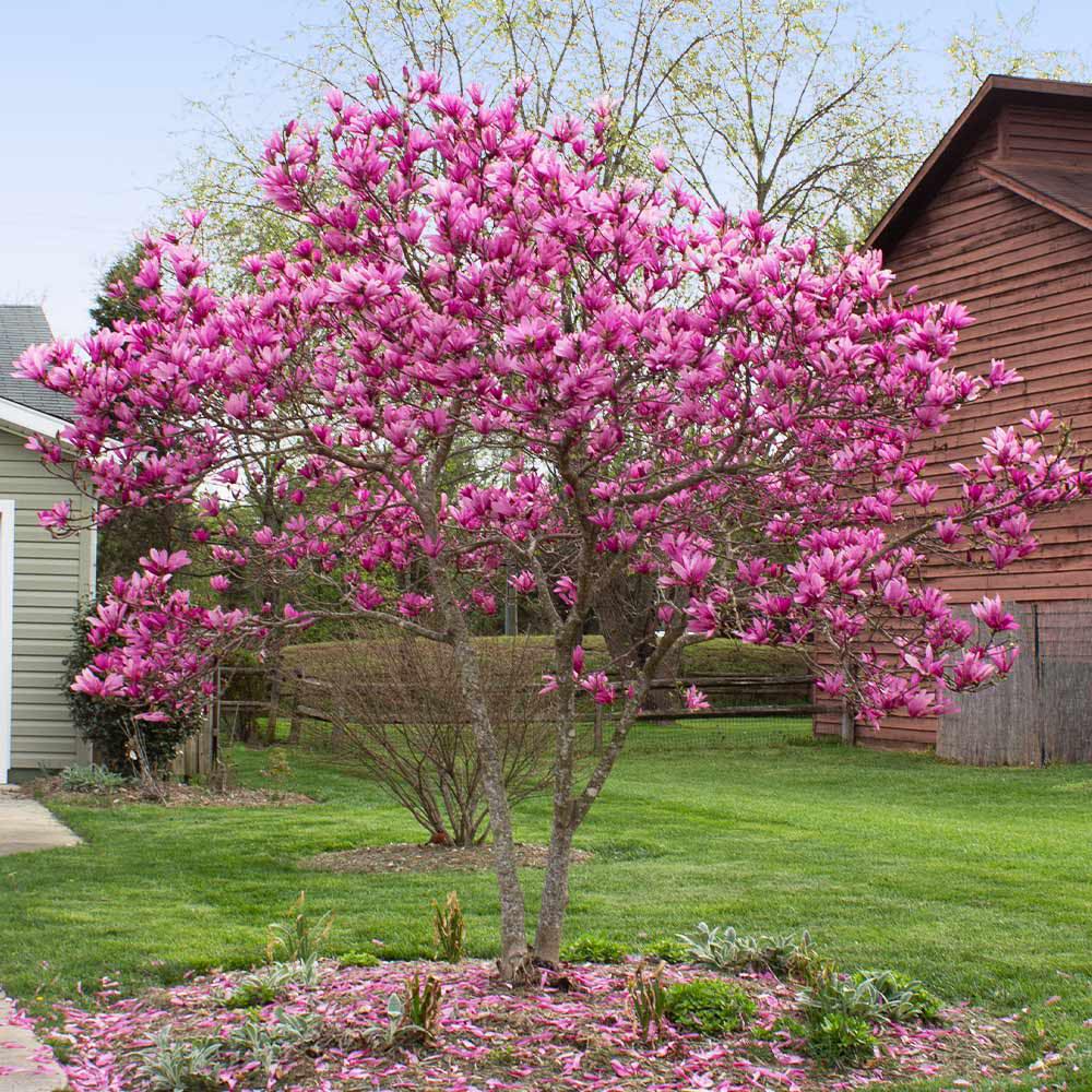 Trees with pink flowers in spring