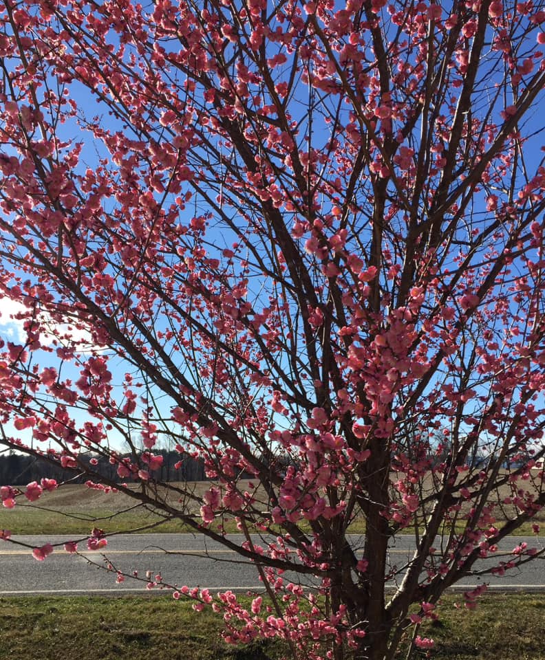 trees with pink flowers in spring