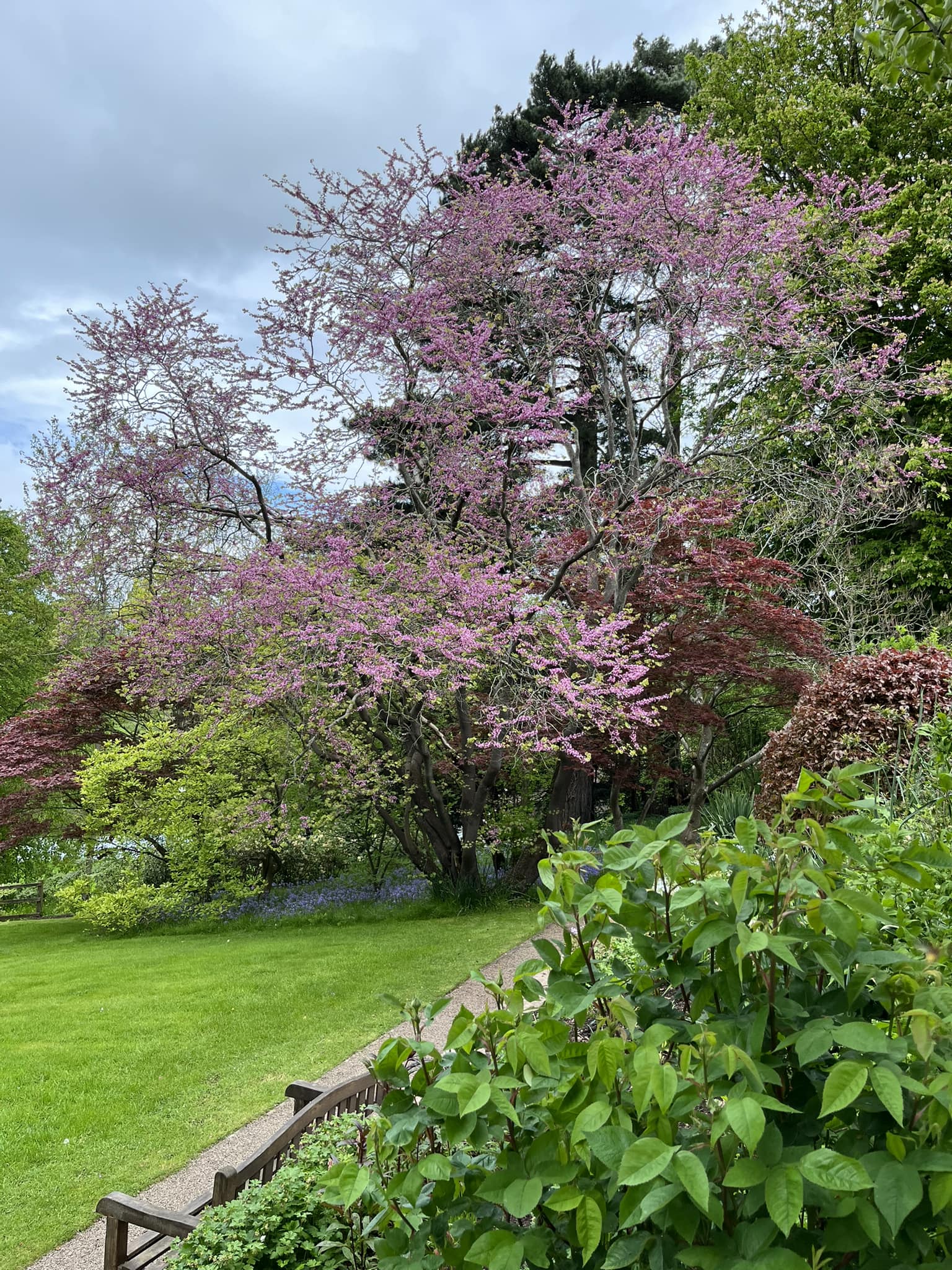 tree with pink flowers in summer