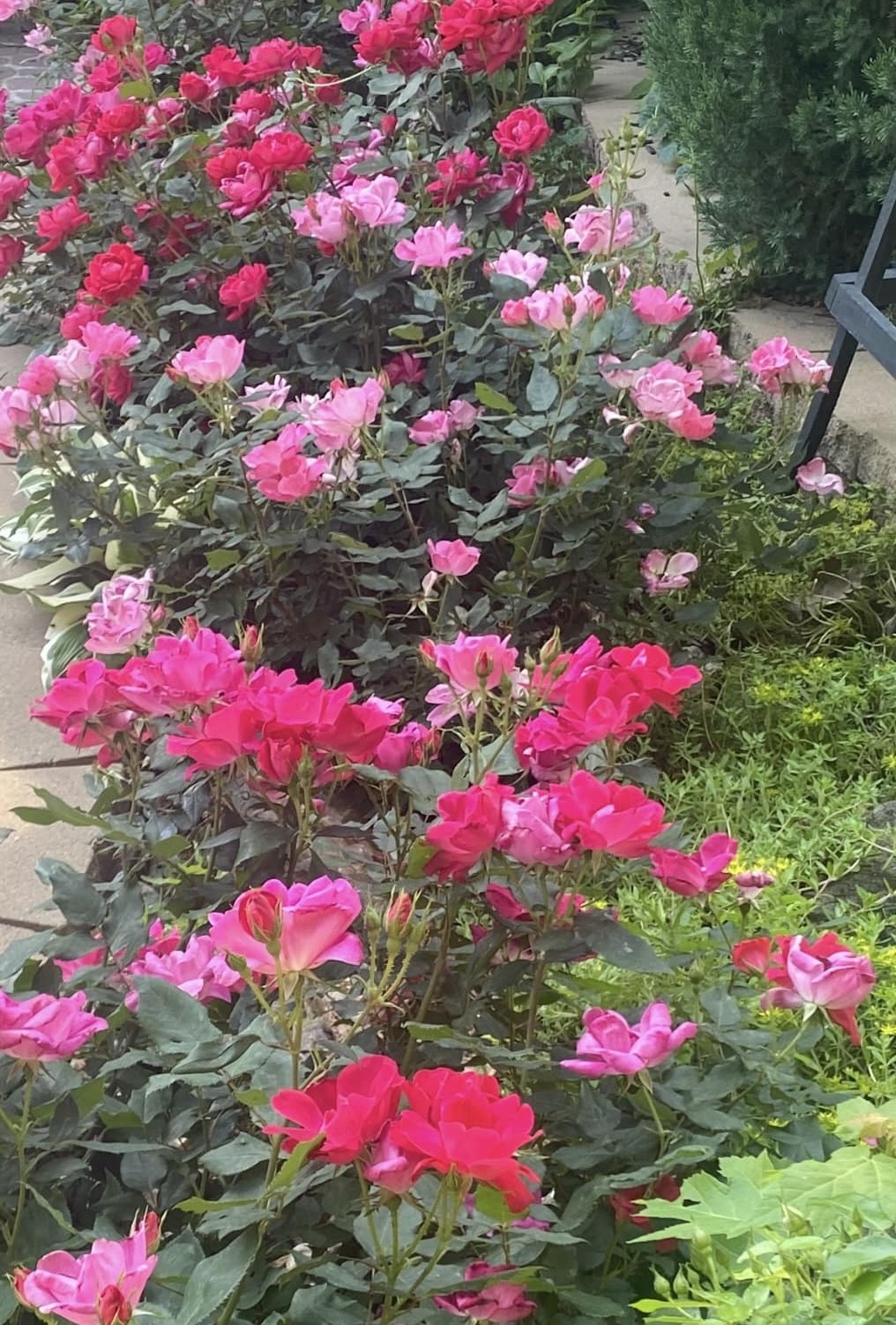 Best Disease-Resistant Roses