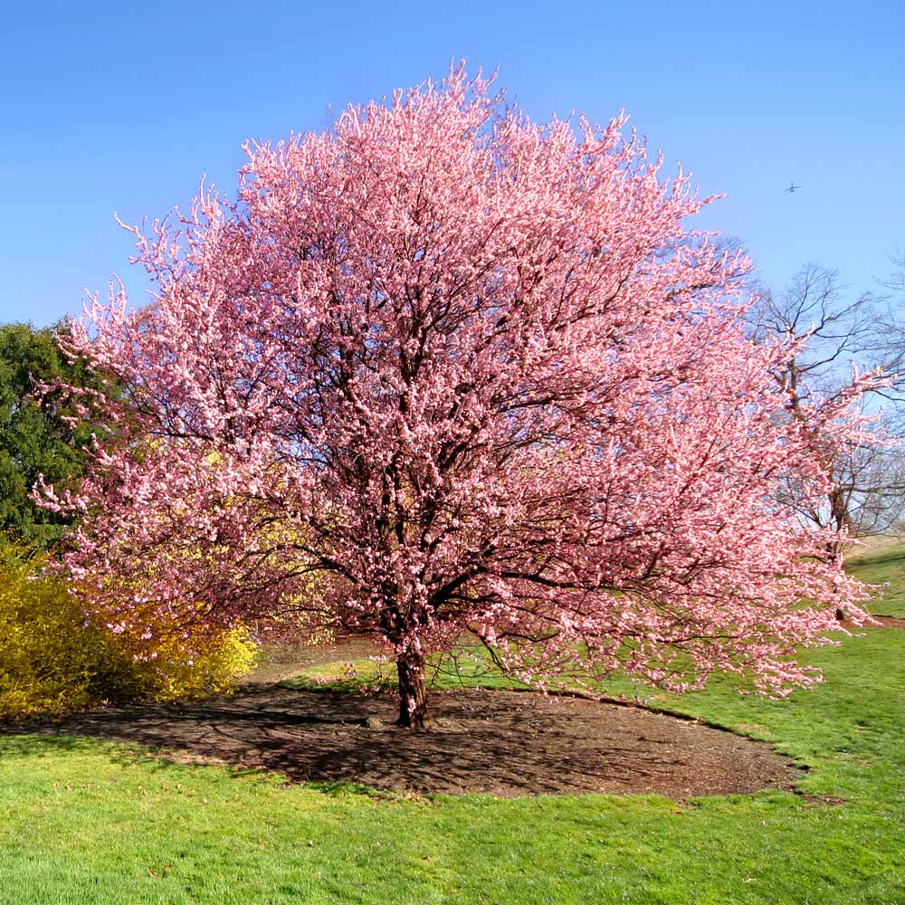 small tree with pink flowers