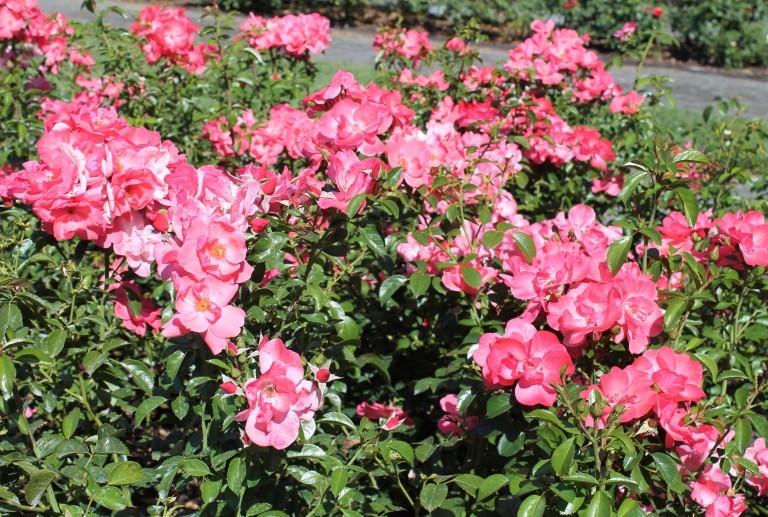 Best disease resistant fragrant roses