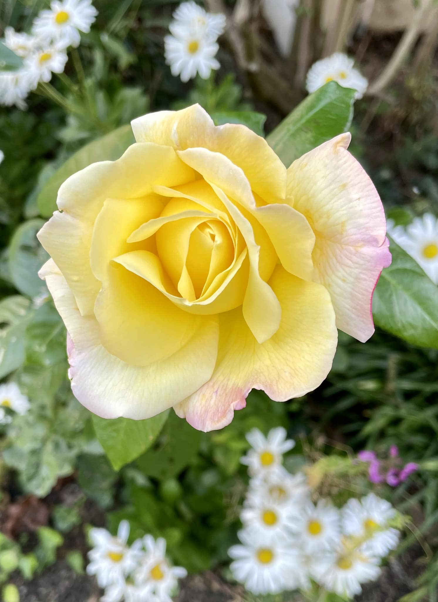 most fragrant disease resistant roses