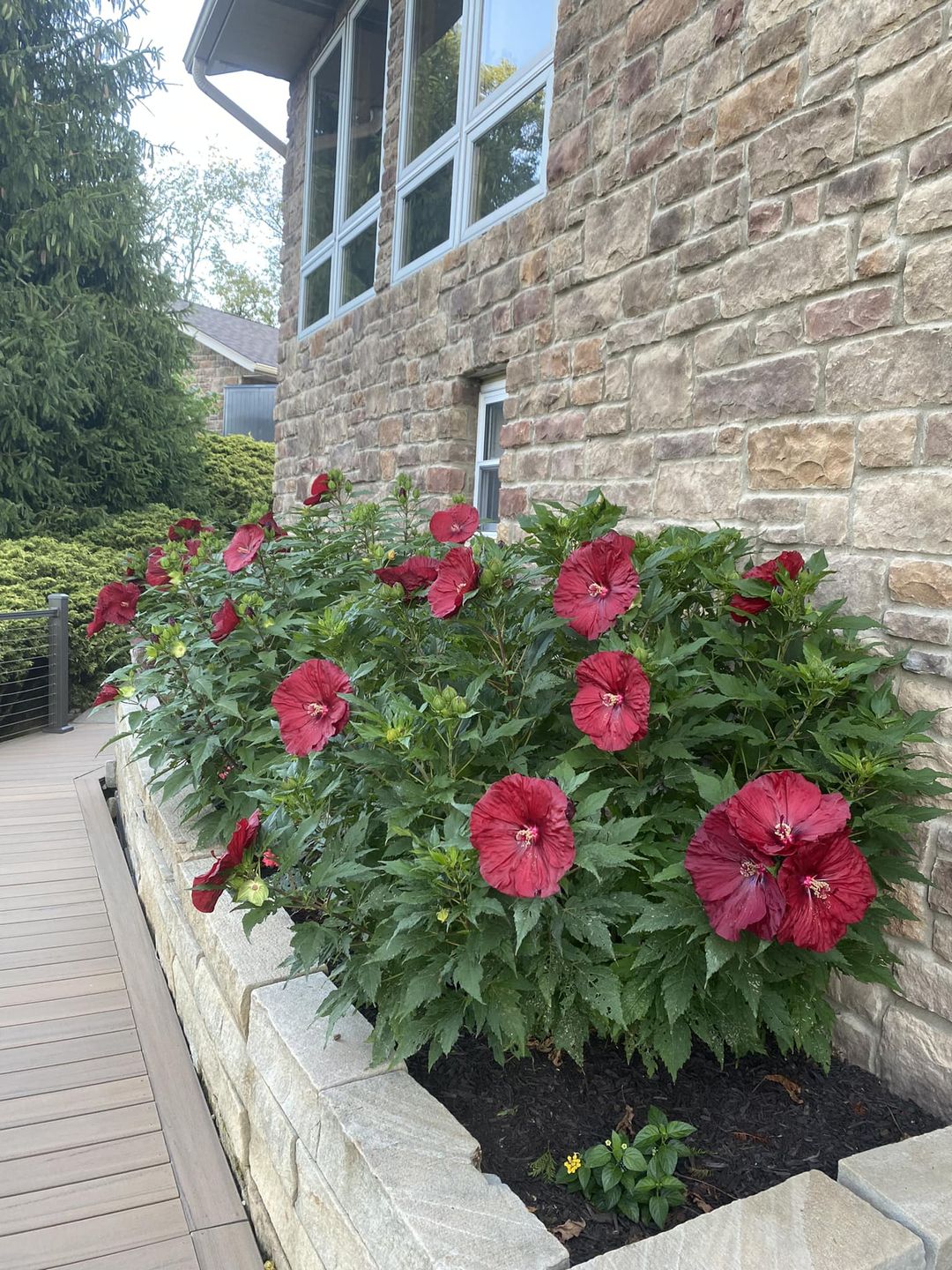 low maintenance evergreen shrubs for front of house