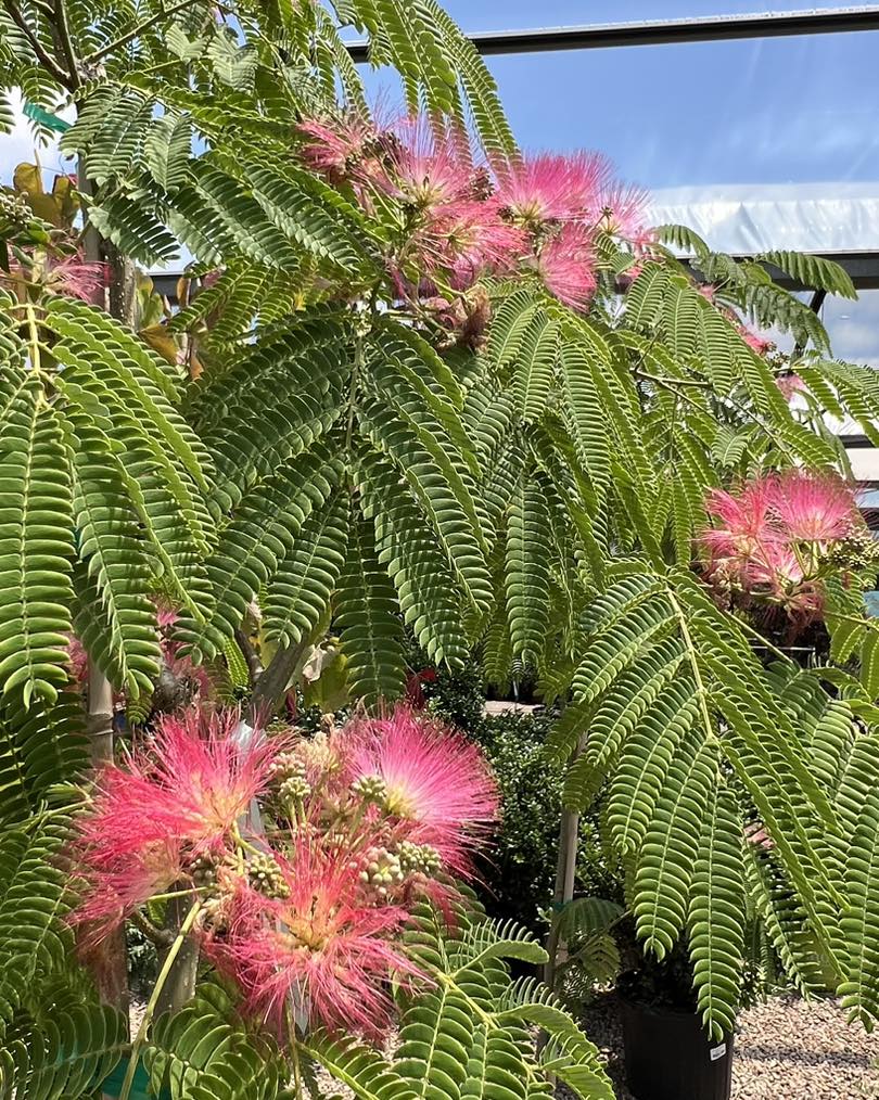 Tree with pink flowers and green leaves