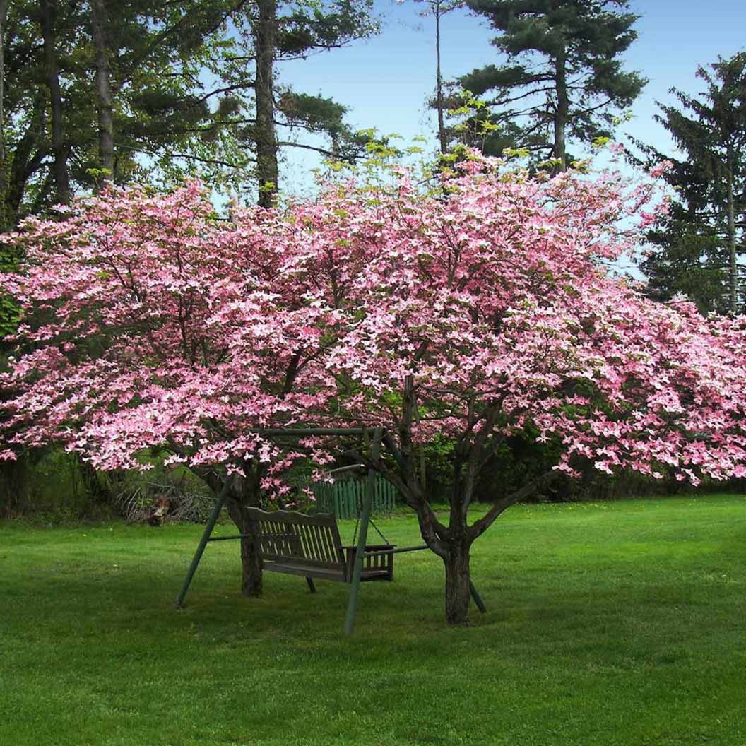 tree with pink flowers in summer