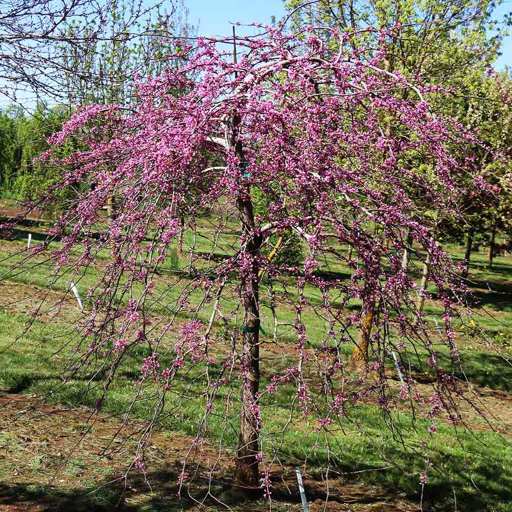 Trees with pink flowers in spring
