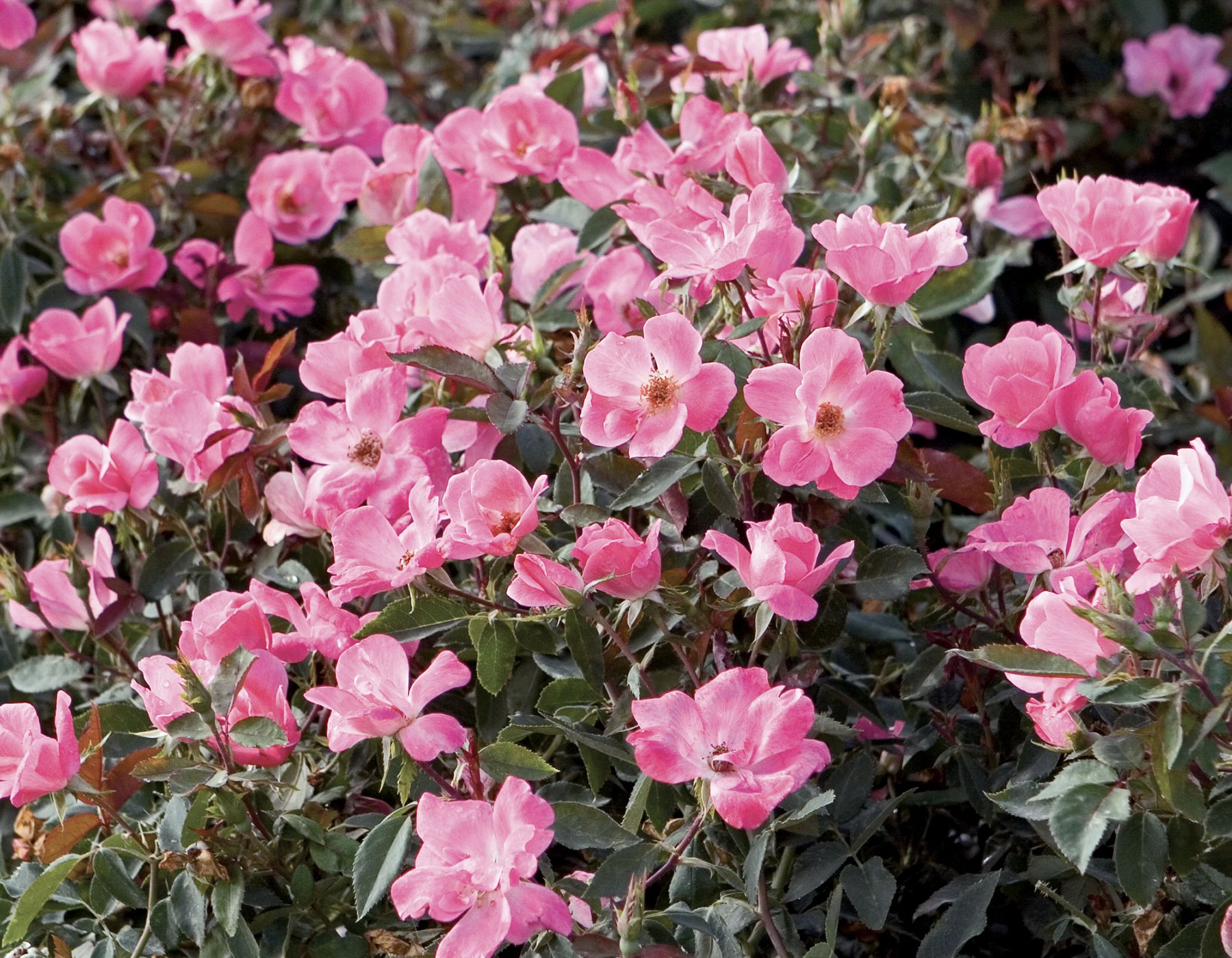Trees With Pink Flowers for Your Yard or Garden