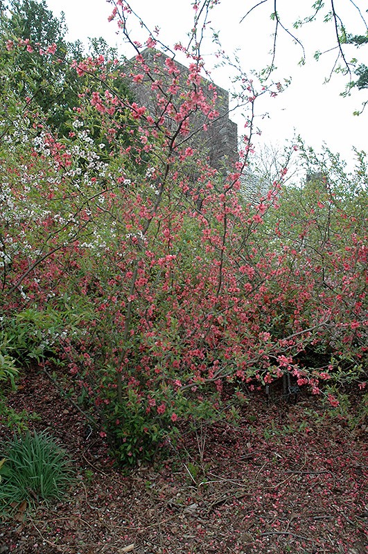 small tree with pink flowers