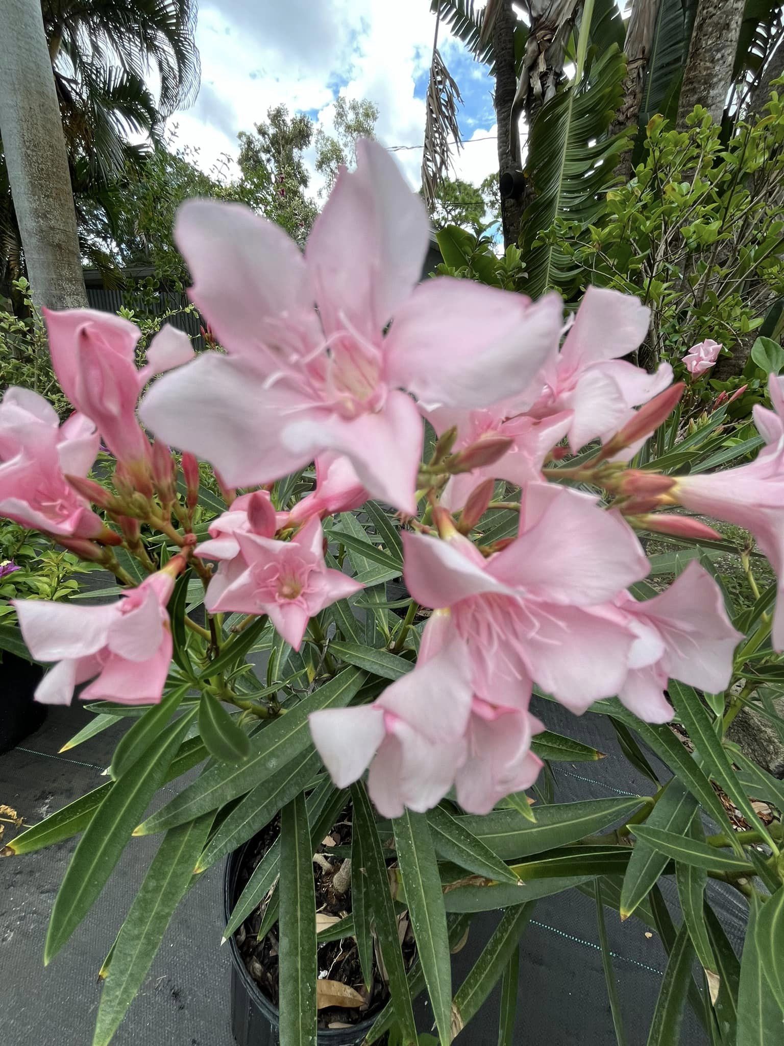 tree with pink flowers and green leaves