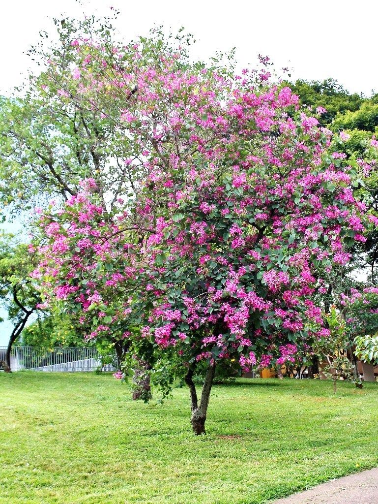 trees with pink flowers for landscaping