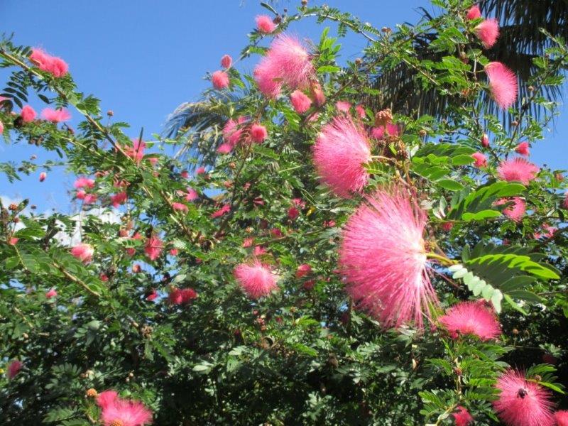 trees with pink flowers for front yard
