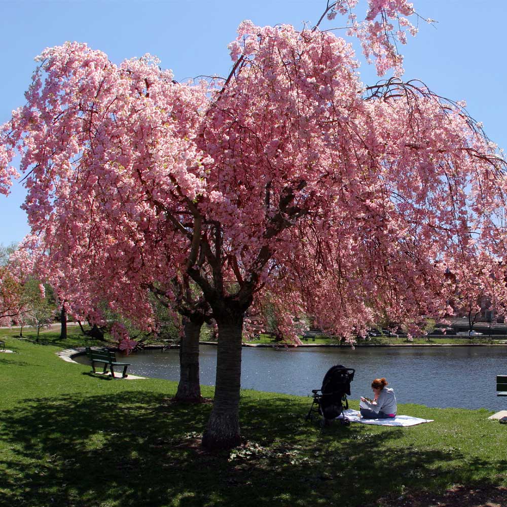 trees with pink flowers in spring