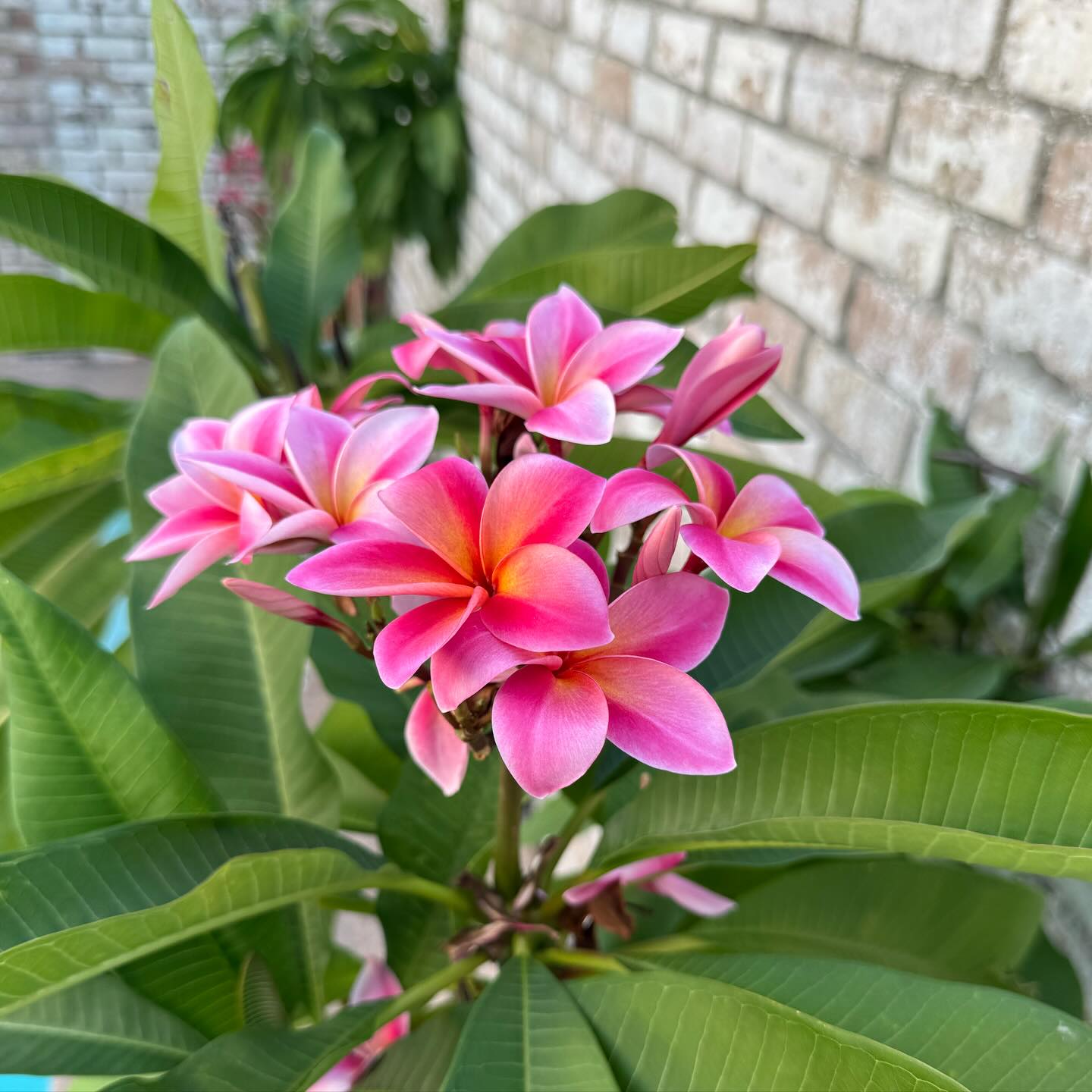 Trees With Pink Flowers for Your Yard or Garden