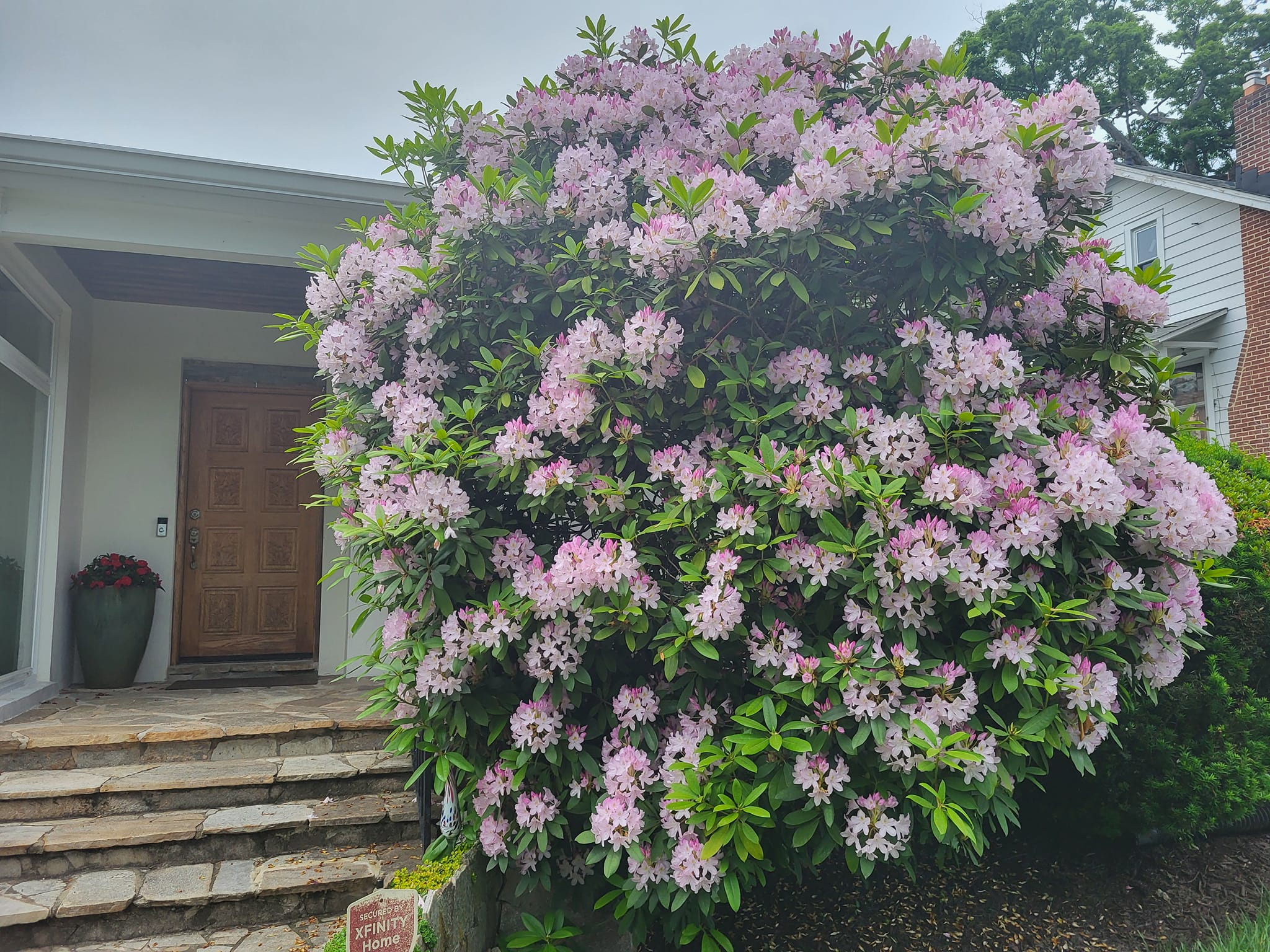 best evergreen plants for front yard