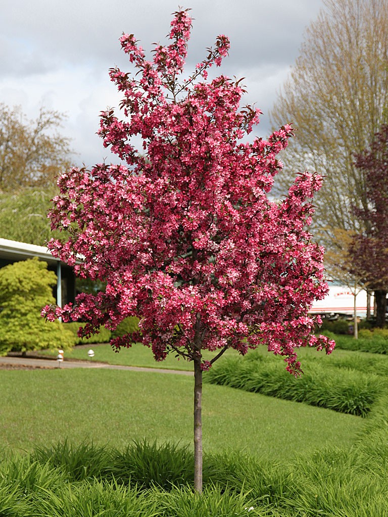 Tree with pink flowers in summer