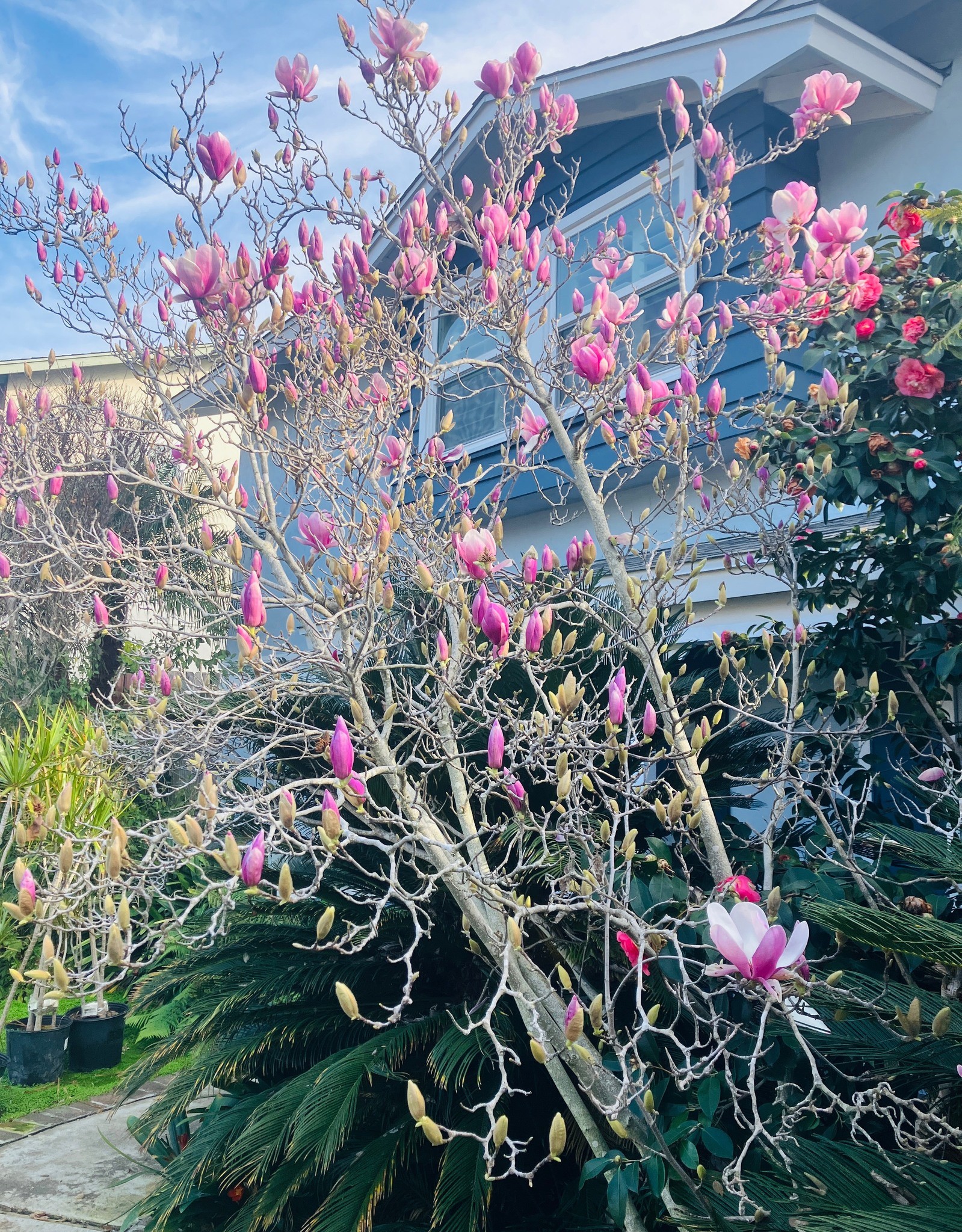 Pink Trees for a Yard That's Always in Bloom