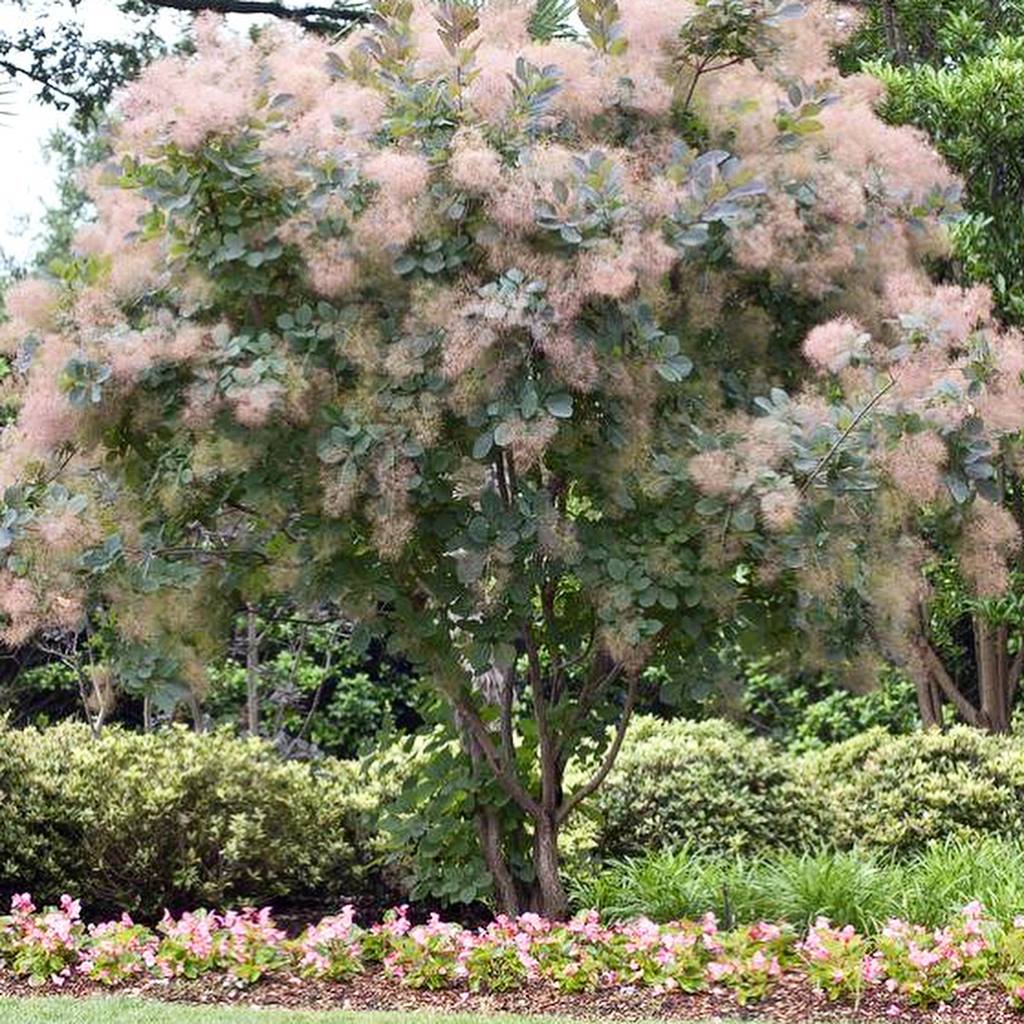 small tree with pink flowers