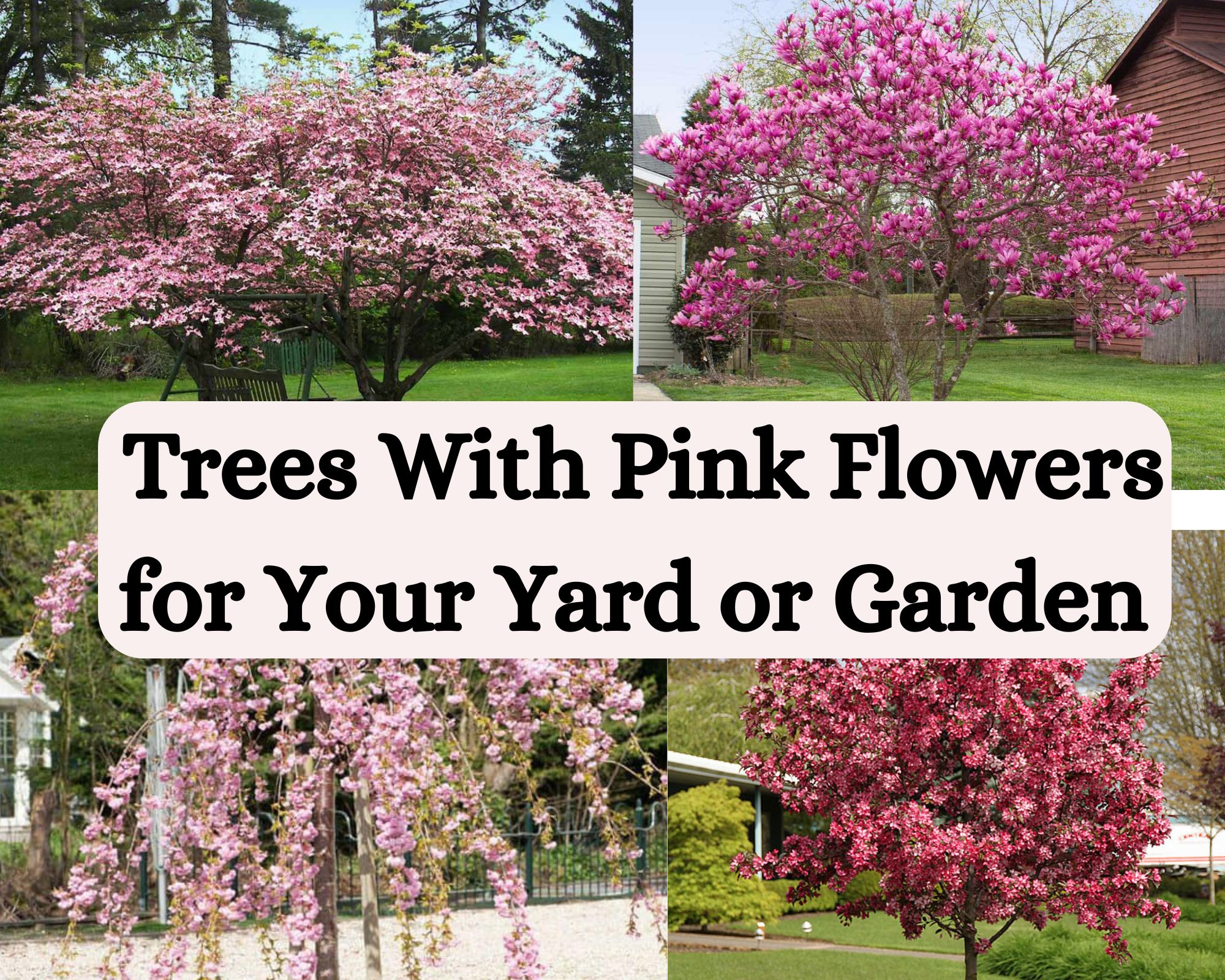 Trees With Pink Flowers for Your Yard or Garden