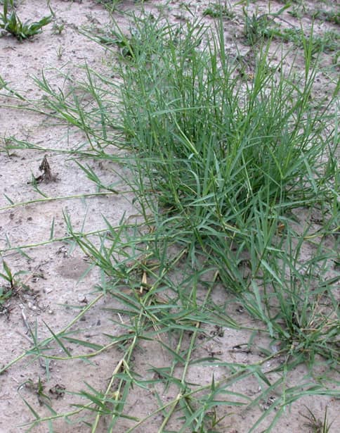 How To Get Rid Of Bermuda Grass Naturally