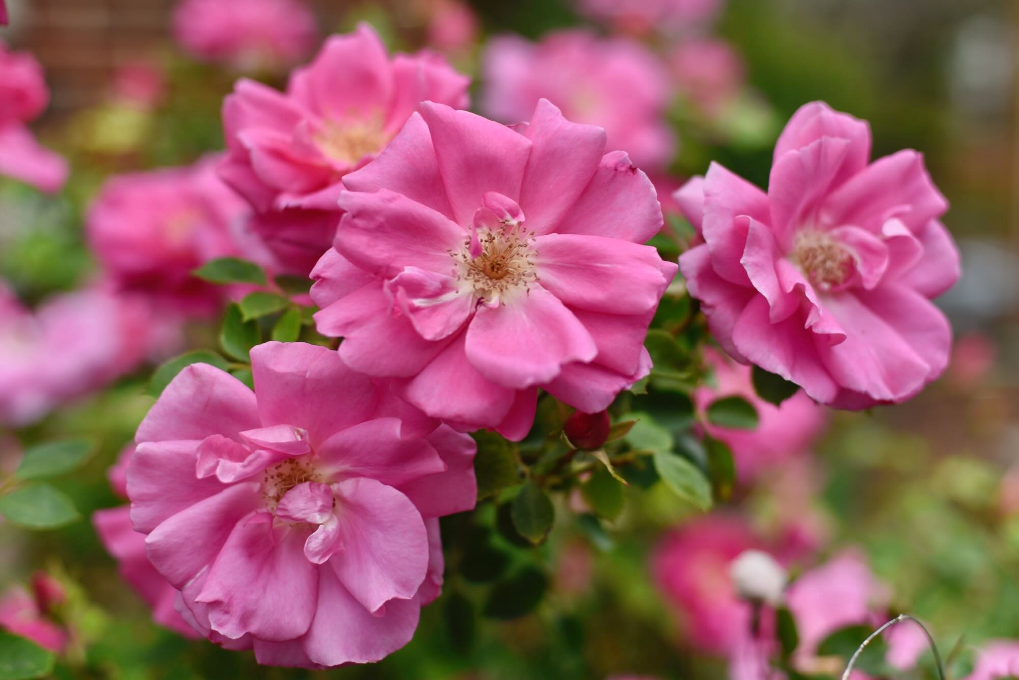 best disease resistant fragrant roses