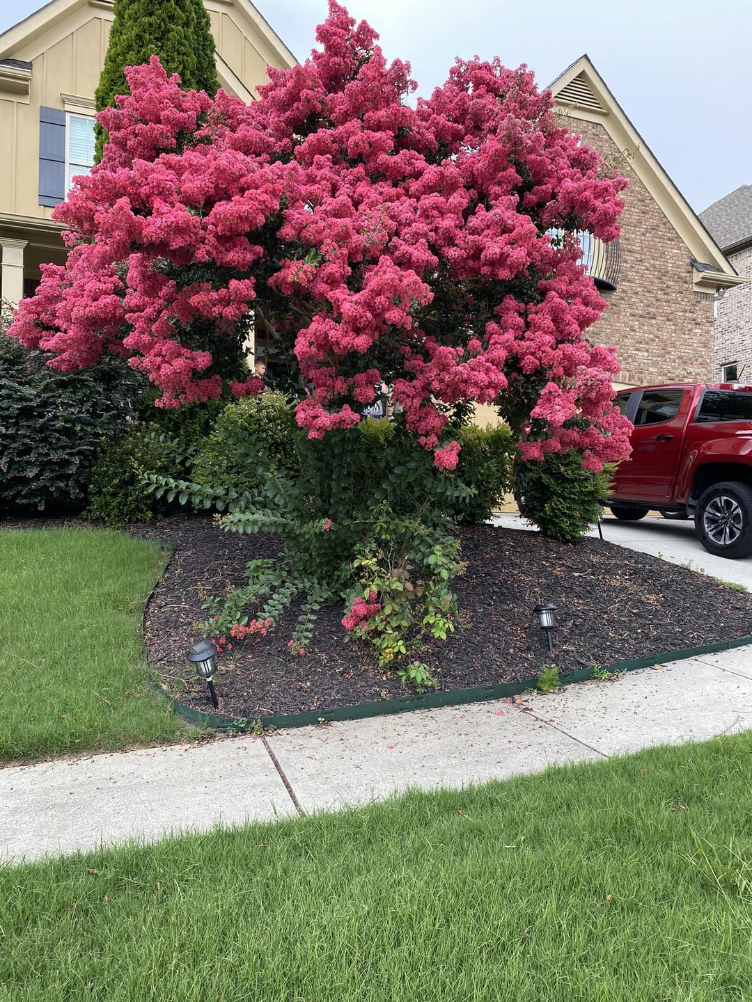 Trees With Pink Flowers