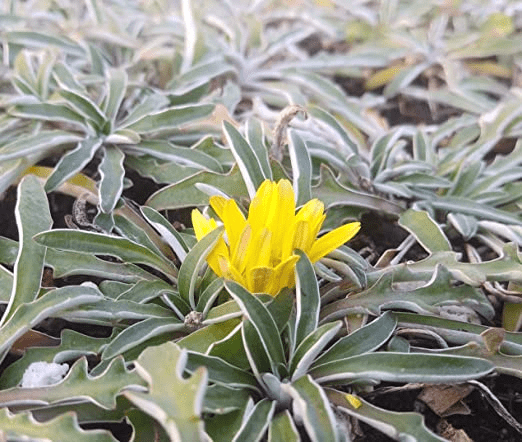 Dymondia As A Grass Substitute