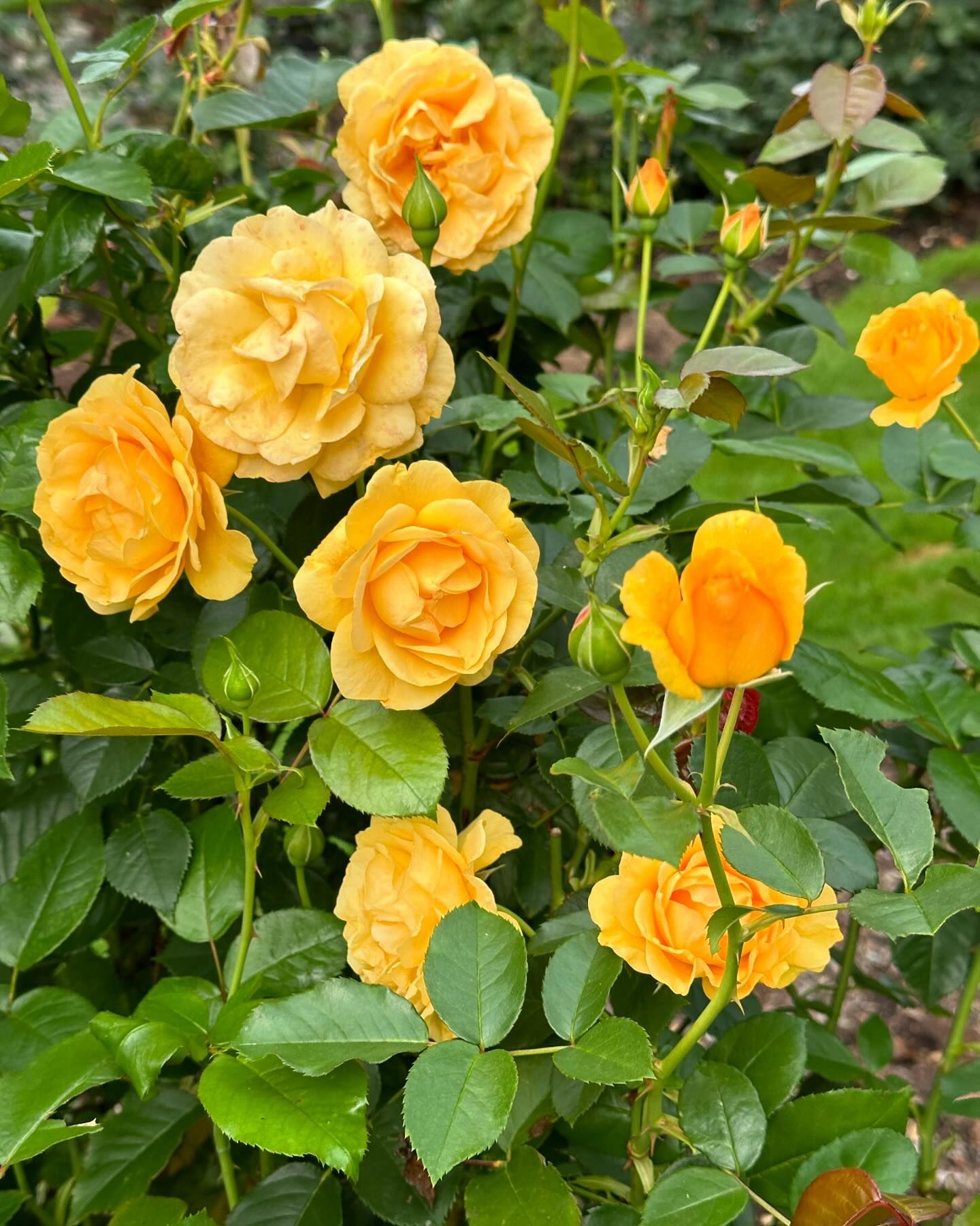 disease resistant roses