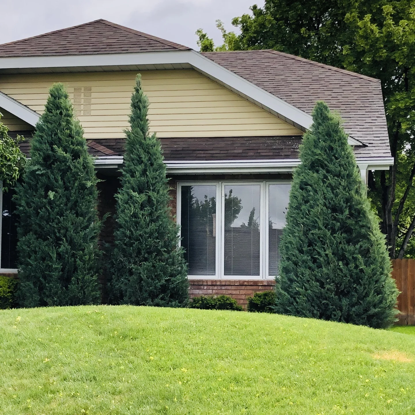 evergreens for front of house