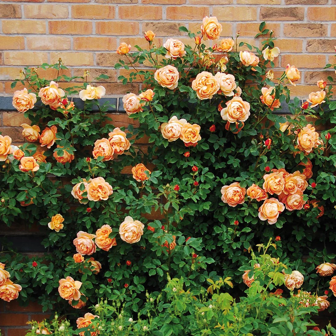 disease resistant climbing roses
