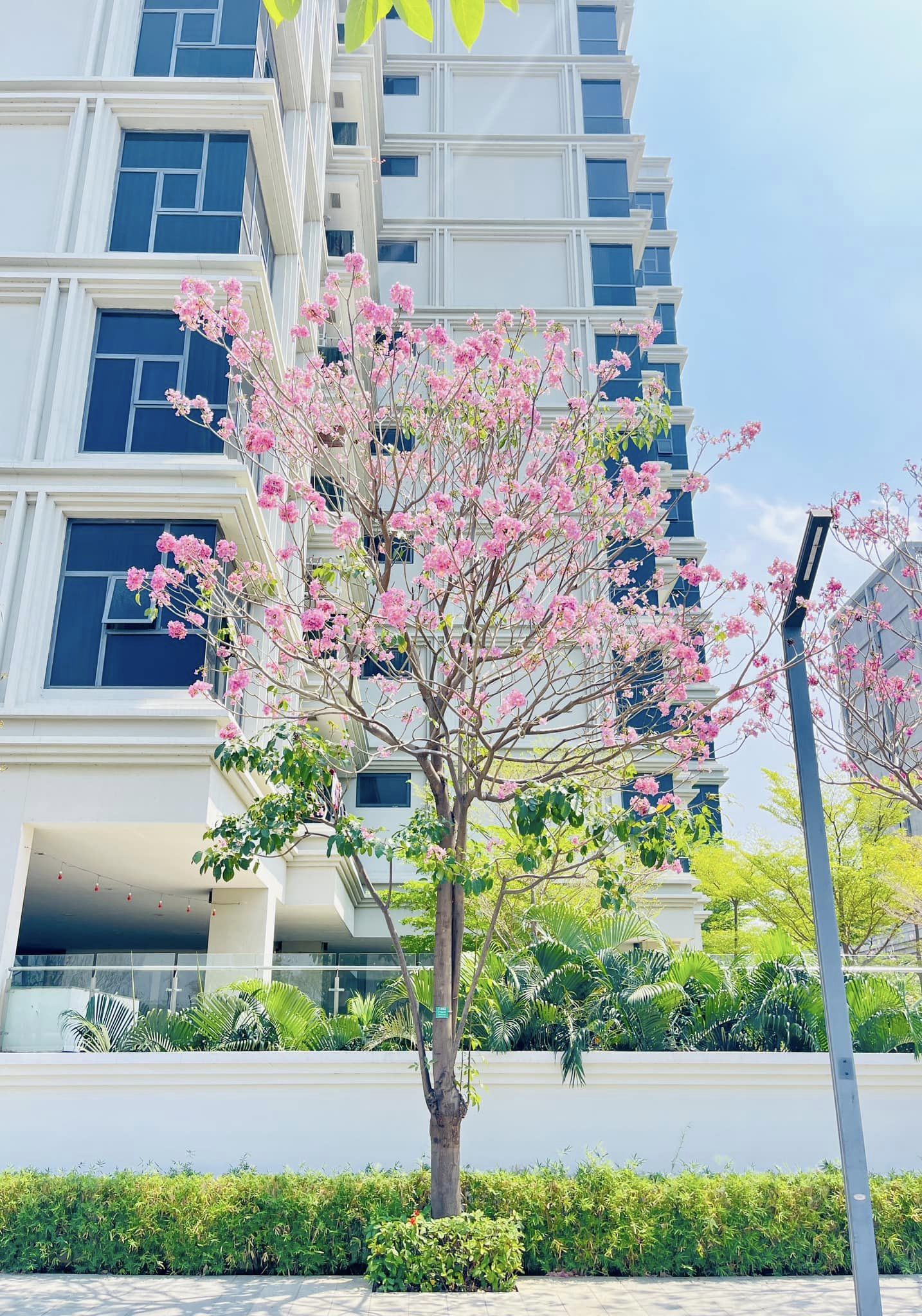 Trees With Pink Flowers