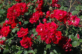 Best Disease-Resistant Roses