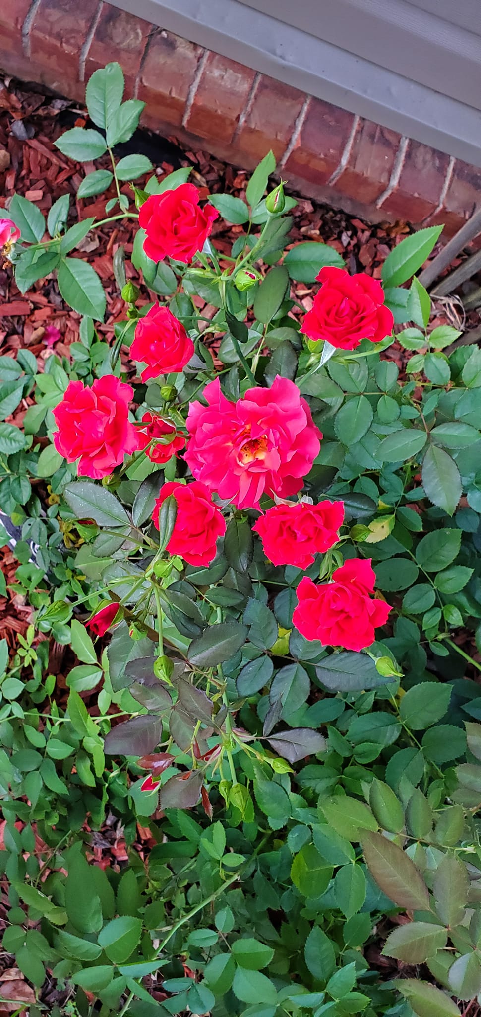 Disease-Resistant Roses