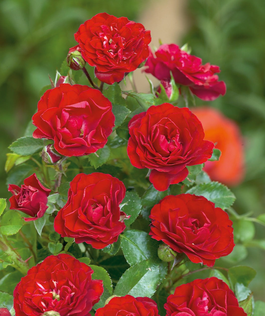 Disease resistant roses