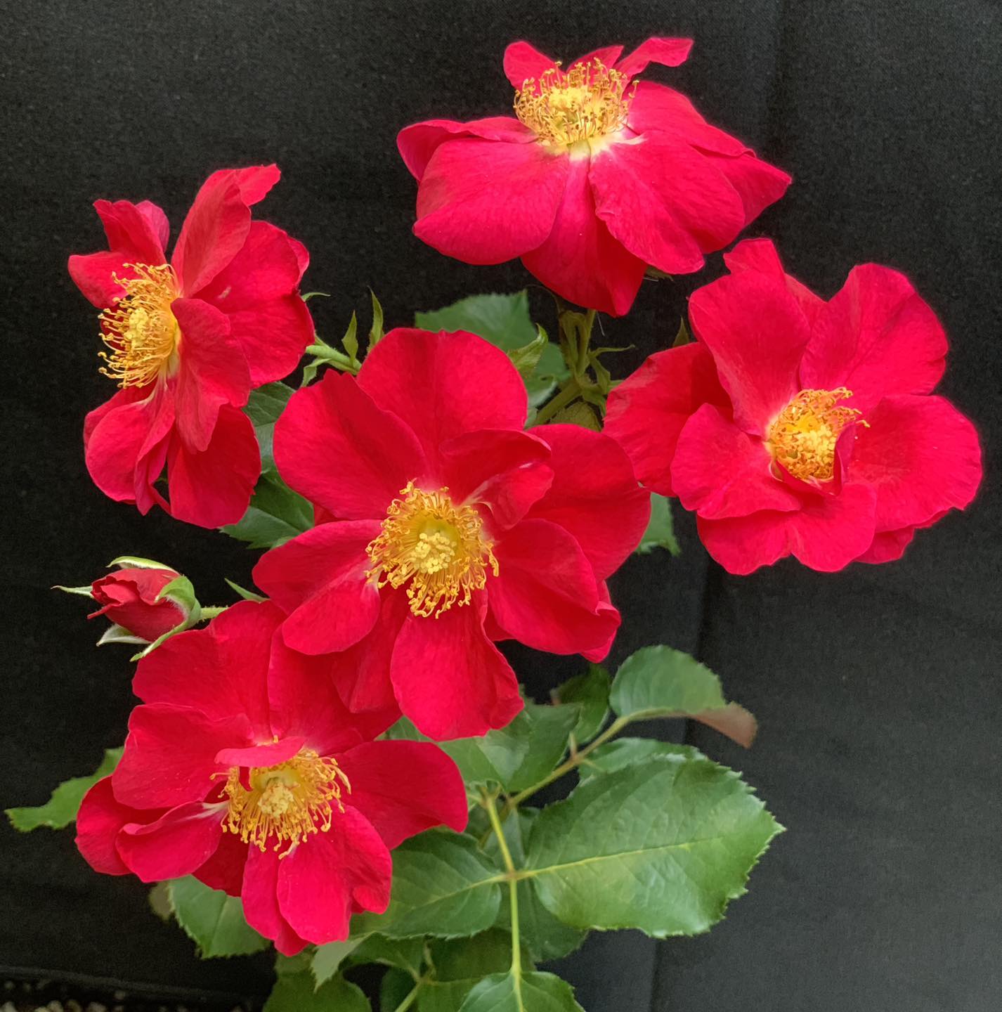 Most disease resistant roses 