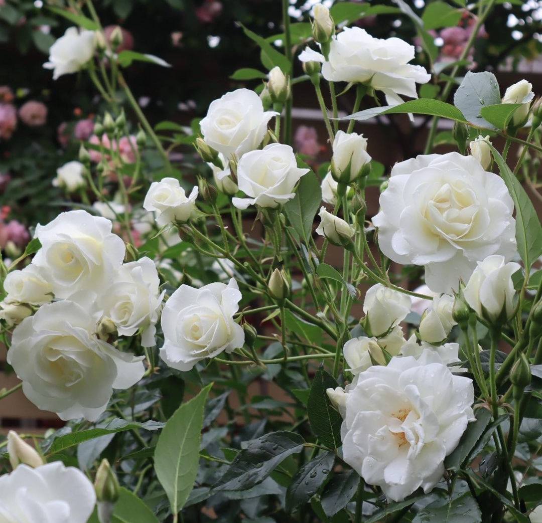 fragrant disease resistant roses