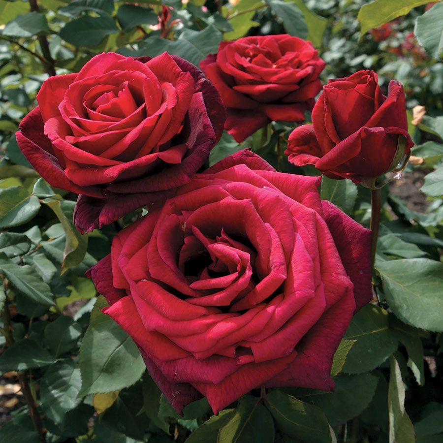 Disease resistant Patio roses
