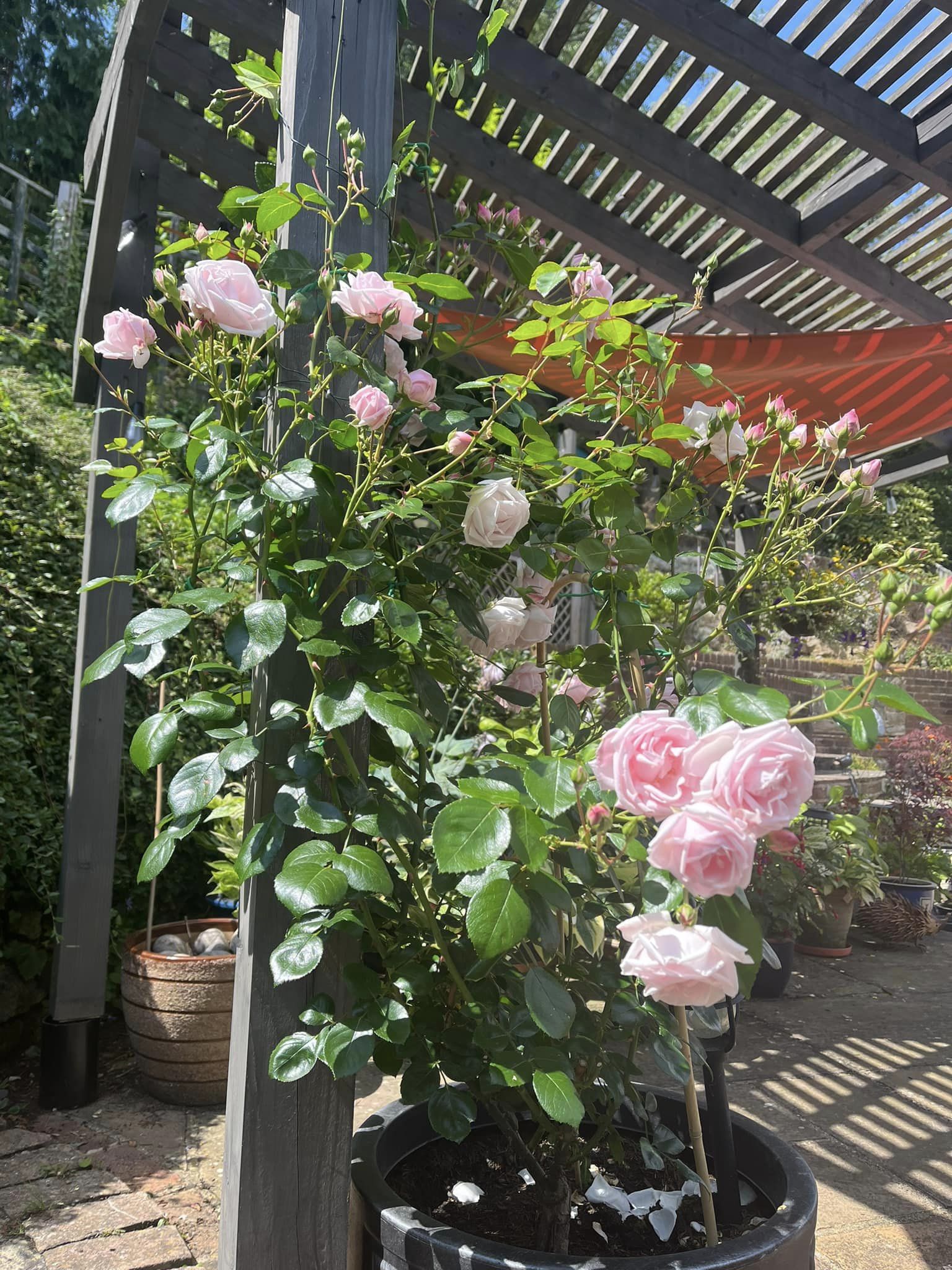 most disease resistant climbing roses