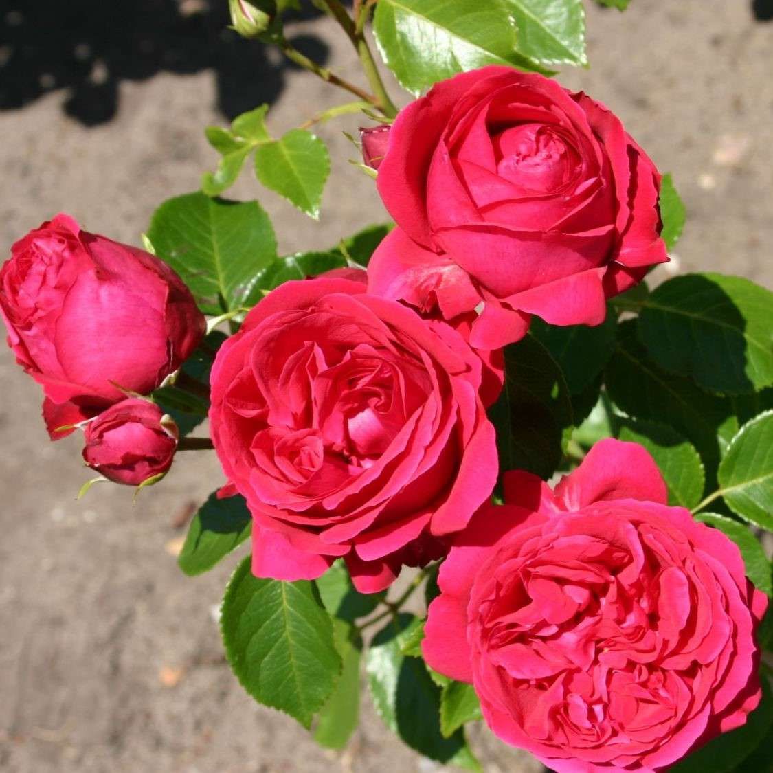 disease resistant roses 