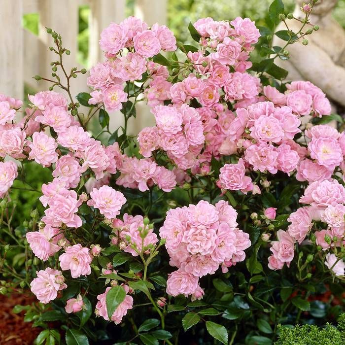 disease resistant roses that don't need pesticides
