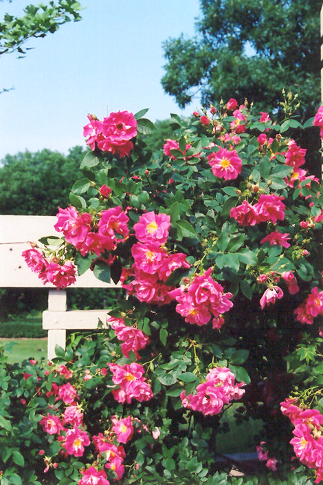 Disease resistant climbing roses