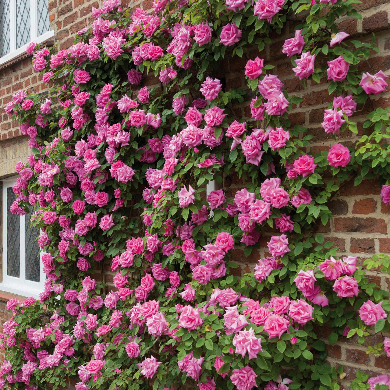  Roses that are disease resistant 