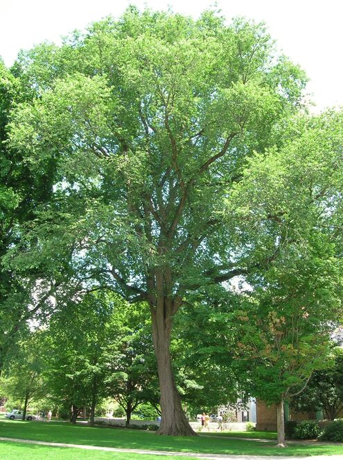 best shade trees for backyard