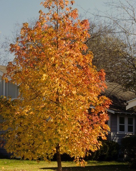 fast-growing shade trees for small yards