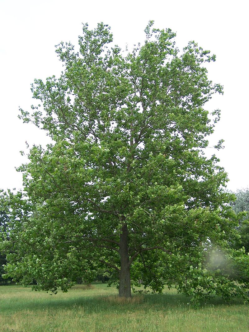 Low maintenance shade trees