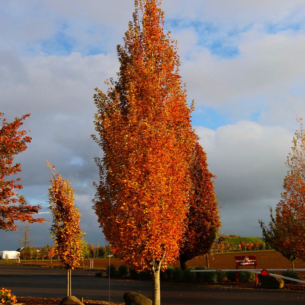 Best tall skinny trees for landscaping