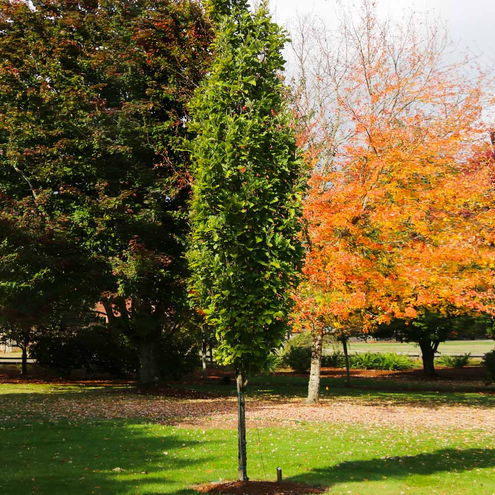 Best tall skinny trees for landscaping