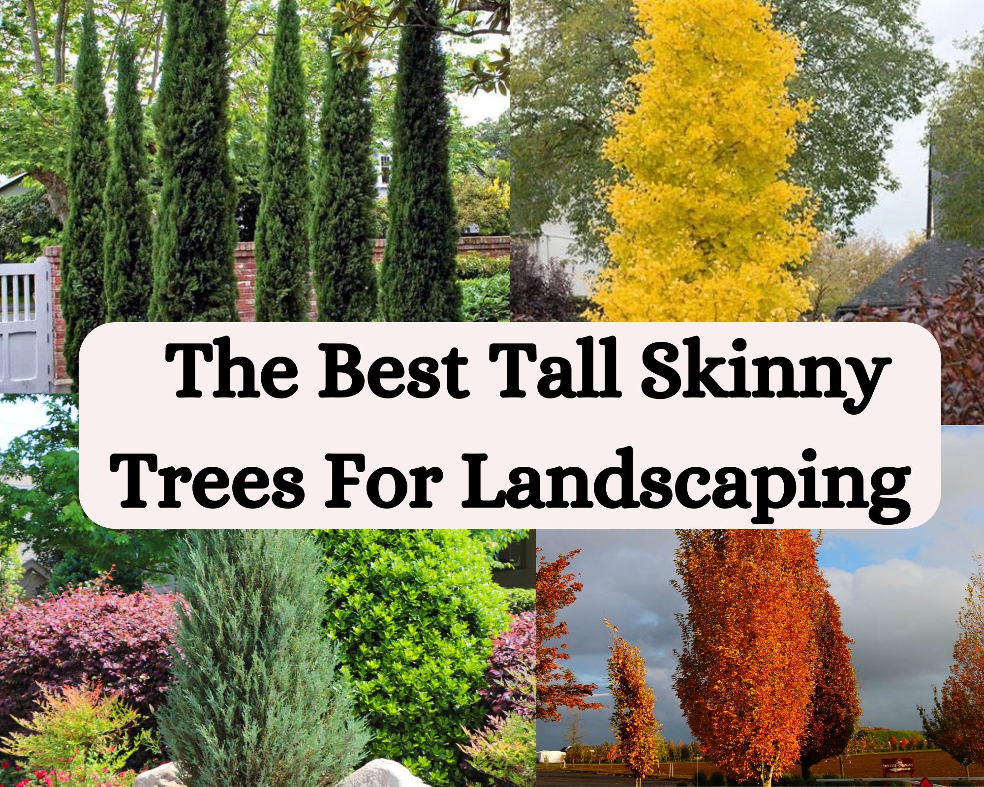 Best Tall Skinny Trees For Landscaping