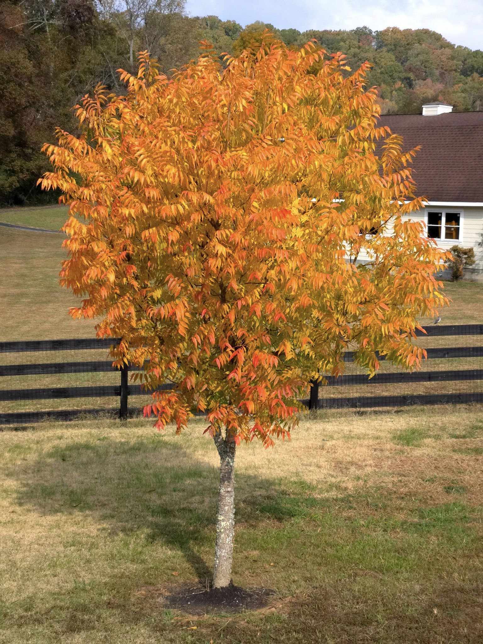 fast-growing shade trees for small yards