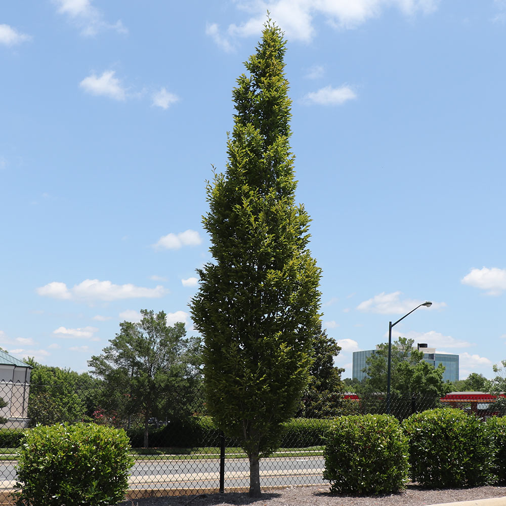 Low maintenance skinny trees